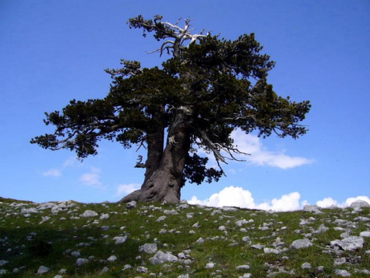 روتوندا B&B Sole Del Pollino المظهر الخارجي الصورة